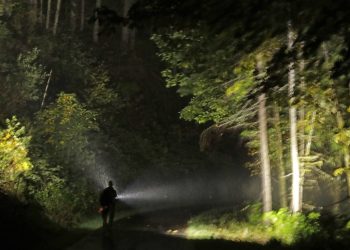 Deux-Sèvres : Un octogénaire parti cueillir des champignons disparaît durant plusieurs heures en forêt