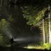 Deux-Sèvres : Un octogénaire parti cueillir des champignons disparaît durant plusieurs heures en forêt