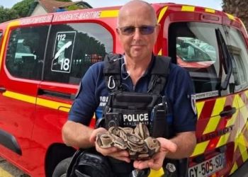 Île d’Oléron : La police récupère un python royal d’1,30 m sur une piste cyclable