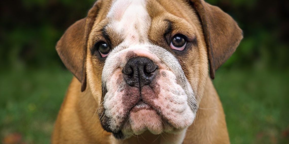 Vaucluse : Un éleveur condamné pour avoir abandonné ses chiens