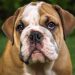 Vaucluse : Un éleveur condamné pour avoir abandonné ses chiens