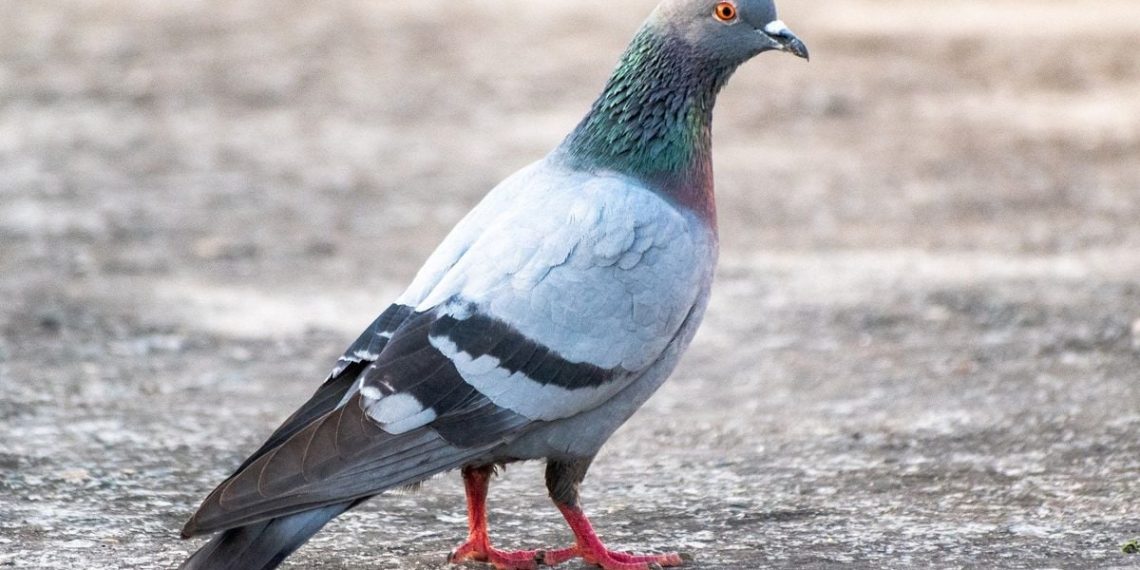 Seine-Saint-Denis : Un homme arrêté pour avoir égorgé des pigeons dans un parc