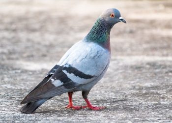 Seine-Saint-Denis : Un homme arrêté pour avoir égorgé des pigeons dans un parc