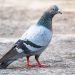Seine-Saint-Denis : Un homme arrêté pour avoir égorgé des pigeons dans un parc