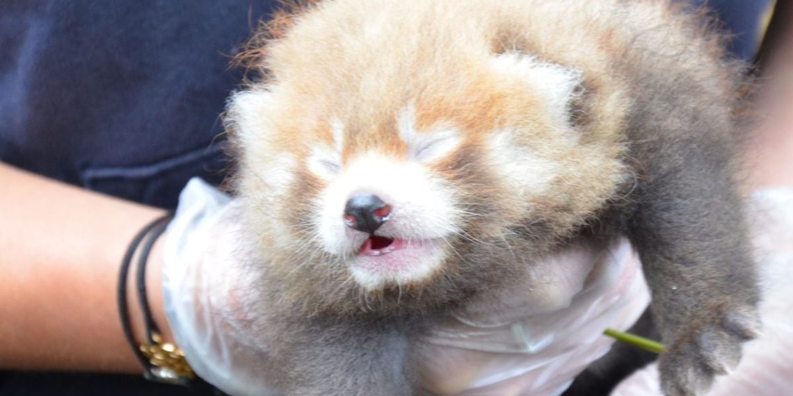 Seine-Maritime : On sait pourquoi le petit panda roux a dû être euthanasié