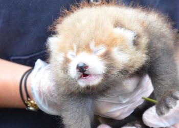 Seine-Maritime : On sait pourquoi le petit panda roux a dû être euthanasié