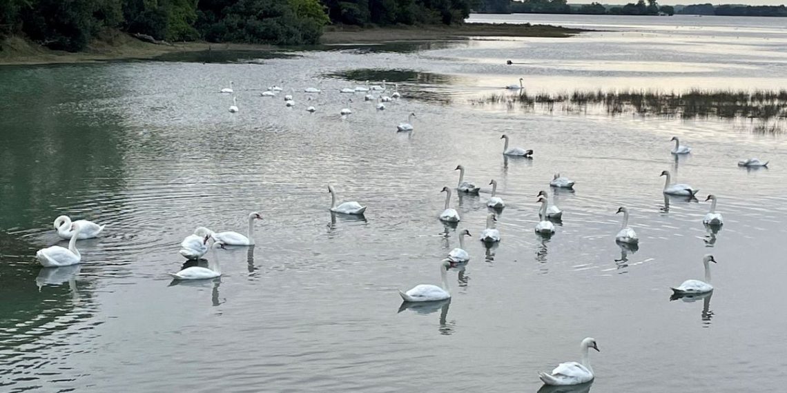 Grippe aviaire : « Cinq à dix morts par jour »… Dans cette commune bretonne, les cygnes sont décimés