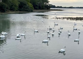 Grippe aviaire : « Cinq à dix morts par jour »… Dans cette commune bretonne, les cygnes sont décimés