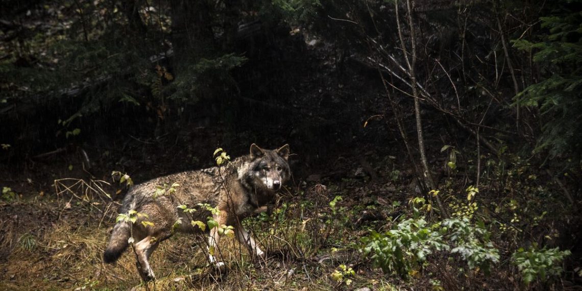 Doubs : Le maire dépose un veau tué par un loup sur le trottoir pour dénoncer la décision du préfet