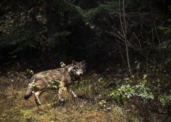 Doubs : Le maire dépose un veau tué par un loup sur le trottoir pour dénoncer la décision du préfet