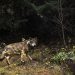 Doubs : Le maire dépose un veau tué par un loup sur le trottoir pour dénoncer la décision du préfet