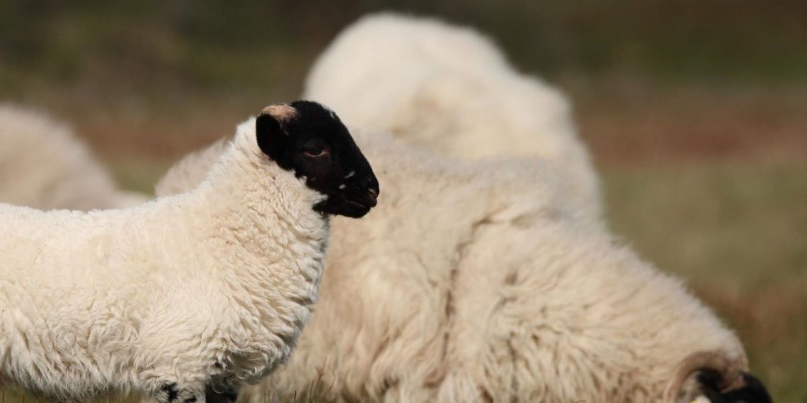 Loire-Atlantique : Une commune terrorisée par deux chiens en liberté tueurs d’animaux