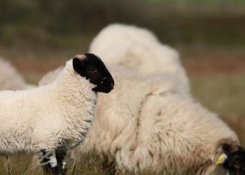 Loire-Atlantique : Une commune terrorisée par deux chiens en liberté tueurs d’animaux