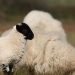 Loire-Atlantique : Une commune terrorisée par deux chiens en liberté tueurs d’animaux