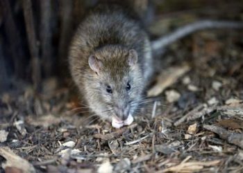 Normandie : Un rat provoque un court-circuit, le lycée fermé pendant deux jours