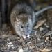 Normandie : Un rat provoque un court-circuit, le lycée fermé pendant deux jours