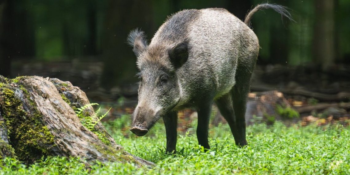 Thiers : Un sanglier abattu en pleine rue