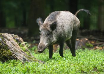 Thiers : Un sanglier abattu en pleine rue