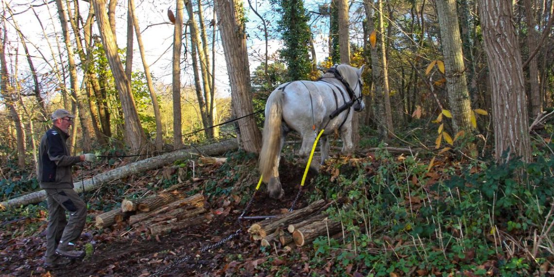 Puy-de-Dôme : Une manipulation de matériel aurait causé le décès d’un homme sur un chantier de débardage