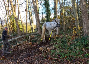 Puy-de-Dôme : Une manipulation de matériel aurait causé le décès d’un homme sur un chantier de débardage