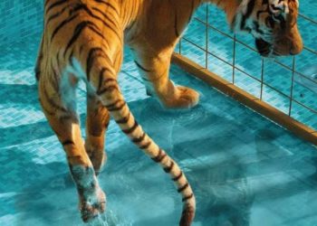 Tarn : Mais que vont devenir les 200 animaux du zoo des 3 Vallées ?