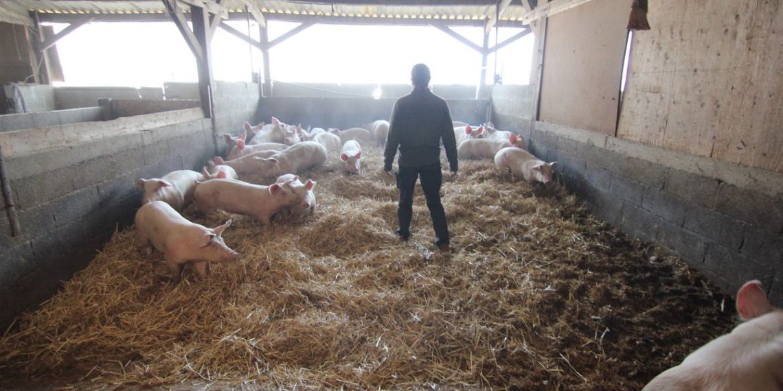 Gers : Des escrocs se font passer pour des agents des services vétérinaires auprès d’agriculteurs