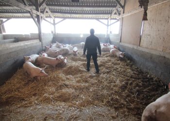 Gers : Des escrocs se font passer pour des agents des services vétérinaires auprès d’agriculteurs