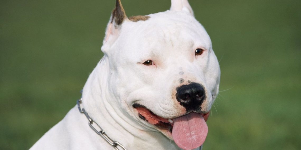 Essonne : Deux chiens enchaînés H24, vivant dans leurs excréments, ont été sauvés in extremis par une association