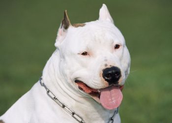 Essonne : Deux chiens enchaînés H24, vivant dans leurs excréments, ont été sauvés in extremis par une association