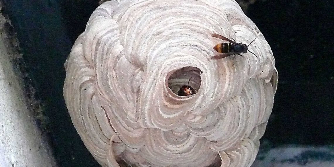 Lot-et-Garonne : Un jardinier lutte contre les frelons asiatiques avec son paintball