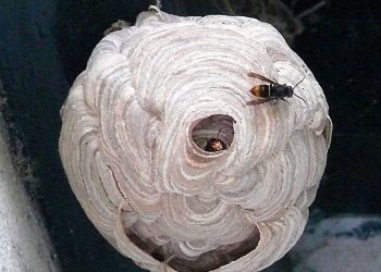 Lot-et-Garonne : Un jardinier lutte contre les frelons asiatiques avec son paintball