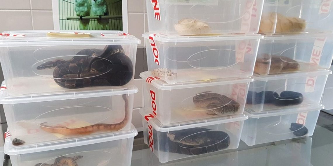 Seine-Maritime : Des automobilistes contrôlés avec des serpents dans leurs coffres