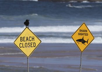 Australie : « Il a disparu sous l’eau… » Un surfeur tué par un requin à Sydney, une première depuis 2022