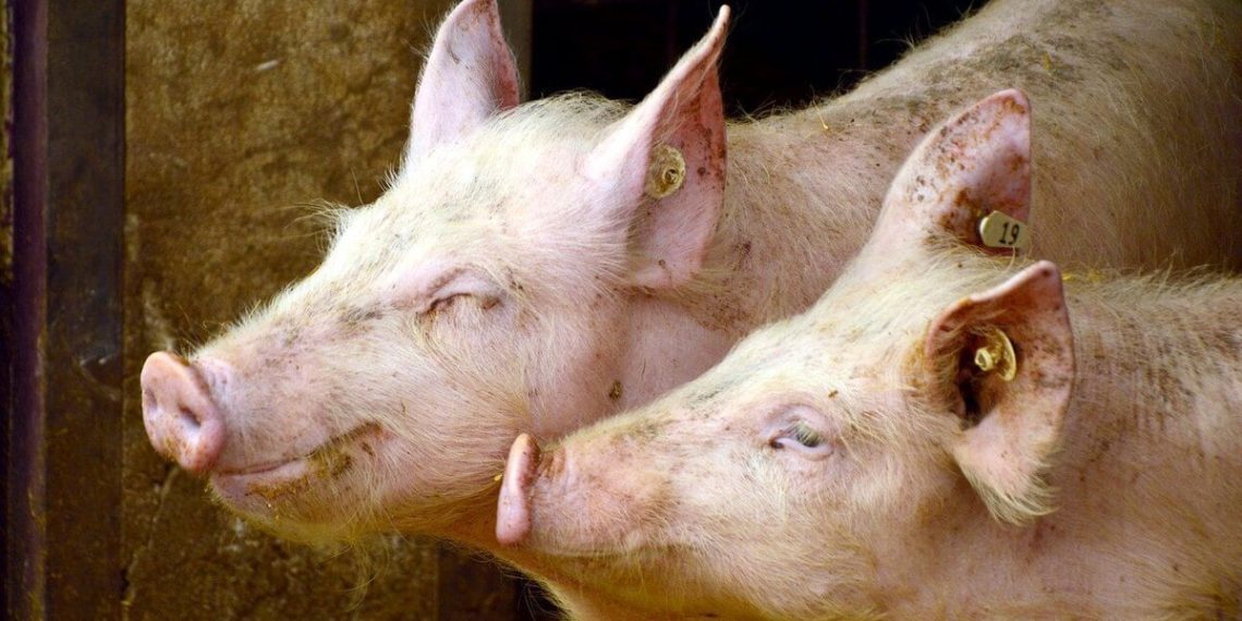 Derrière l’affaire des têtes de cochons devant des mosquées, la difficile enquête sur une ingérence étrangère