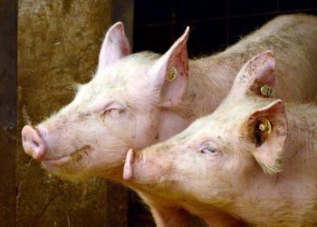 Derrière l’affaire des têtes de cochons devant des mosquées, la difficile enquête sur une ingérence étrangère