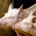 Derrière l’affaire des têtes de cochons devant des mosquées, la difficile enquête sur une ingérence étrangère