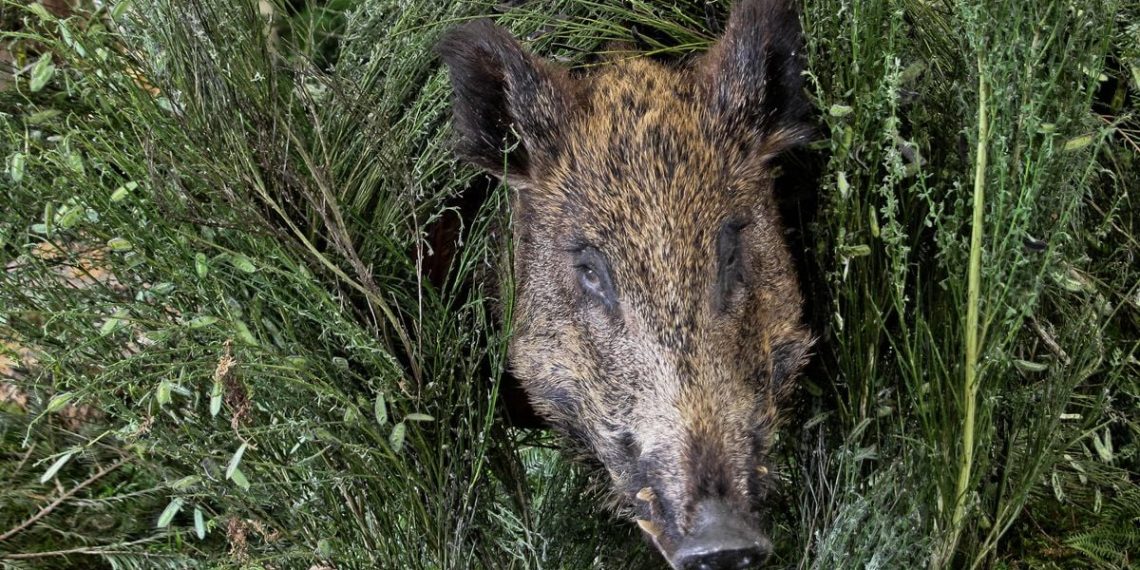Ardennes : En balade avec son chien dans un quartier résidentiel, il tombe sur un sanglier