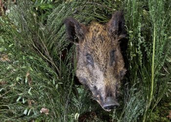 Ardennes : En balade avec son chien dans un quartier résidentiel, il tombe sur un sanglier