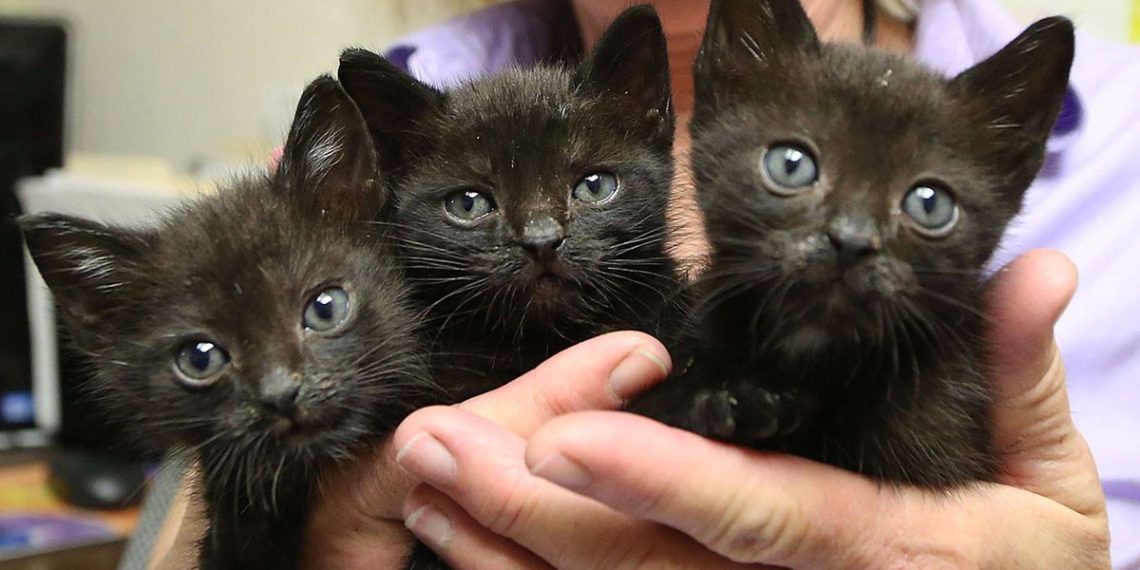 Maine-et-Loire : Après la mort de 13 chatons, une association réclame une justice ferme