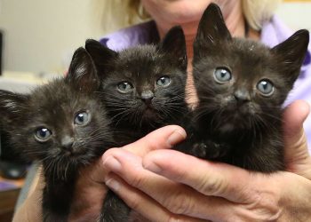 Maine-et-Loire : Après la mort de 13 chatons, une association réclame une justice ferme