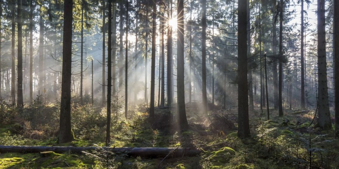 Alsace : Un homme condamné pour avoir forcé une famille à creuser sa propre tombe en forêt