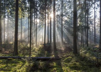 Alsace : Un homme condamné pour avoir forcé une famille à creuser sa propre tombe en forêt