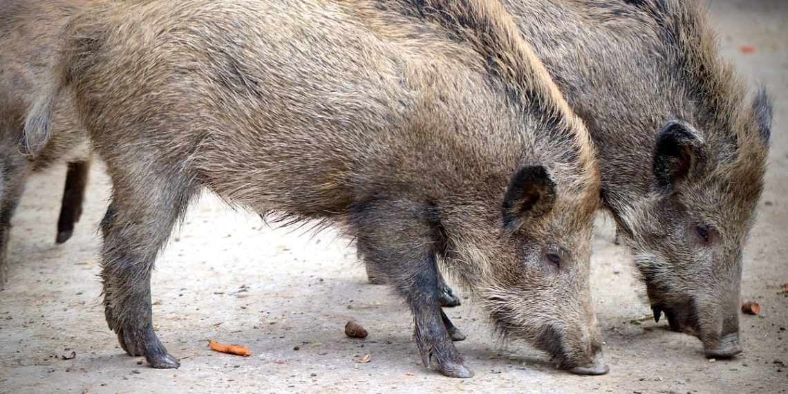 « Des marcassins dans le caveau » : un enterrement perturbé à Antibes à cause d’une famille de sangliers
