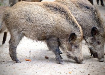 « Des marcassins dans le caveau » : un enterrement perturbé à Antibes à cause d’une famille de sangliers