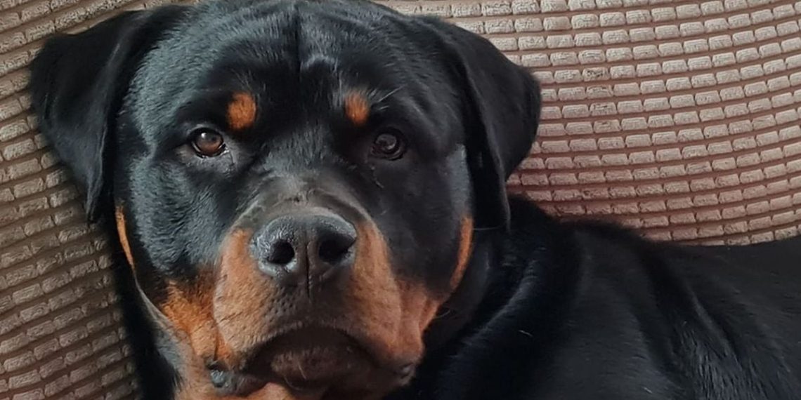 Seine-et-Marne : Elle perd ses deux bras en sauvant sa fille d’une attaque de leur rottweiler