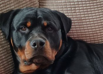 Seine-et-Marne : Elle perd ses deux bras en sauvant sa fille d’une attaque de leur rottweiler