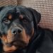 Seine-et-Marne : Elle perd ses deux bras en sauvant sa fille d’une attaque de leur rottweiler