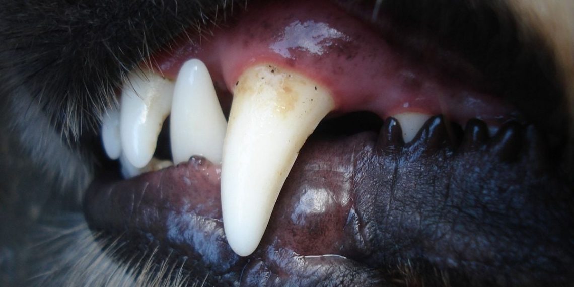 Australie : Une jeune fille de 17 ans tuée par le chien de l’amie chez qui elle étudiait