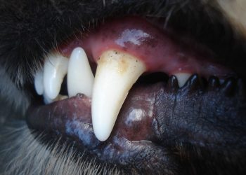 Australie : Une jeune fille de 17 ans tuée par le chien de l’amie chez qui elle étudiait