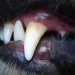Australie : Une jeune fille de 17 ans tuée par le chien de l’amie chez qui elle étudiait